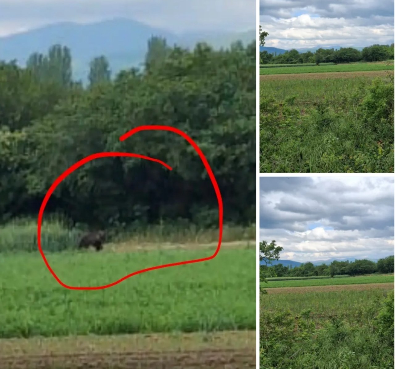 Мечка денес снимена во Пригари - Колку мечки се шетаат низ Пелагонија 
