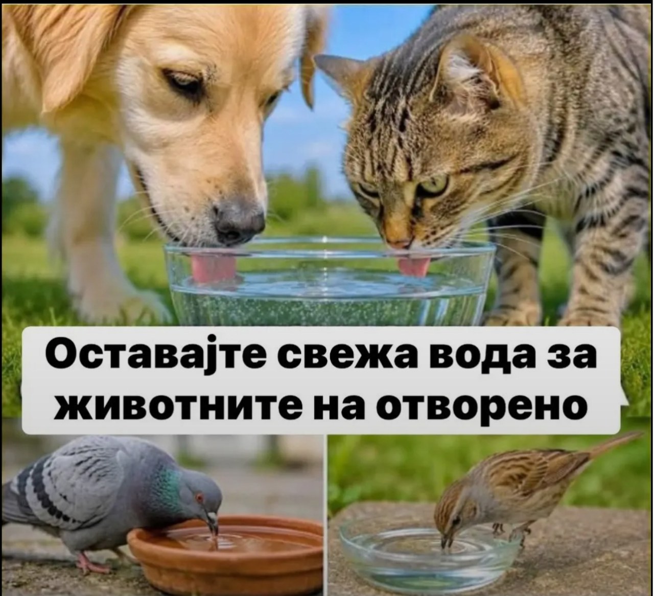 Пеколни температури: Оставете чинија вода, спасете животински живот!