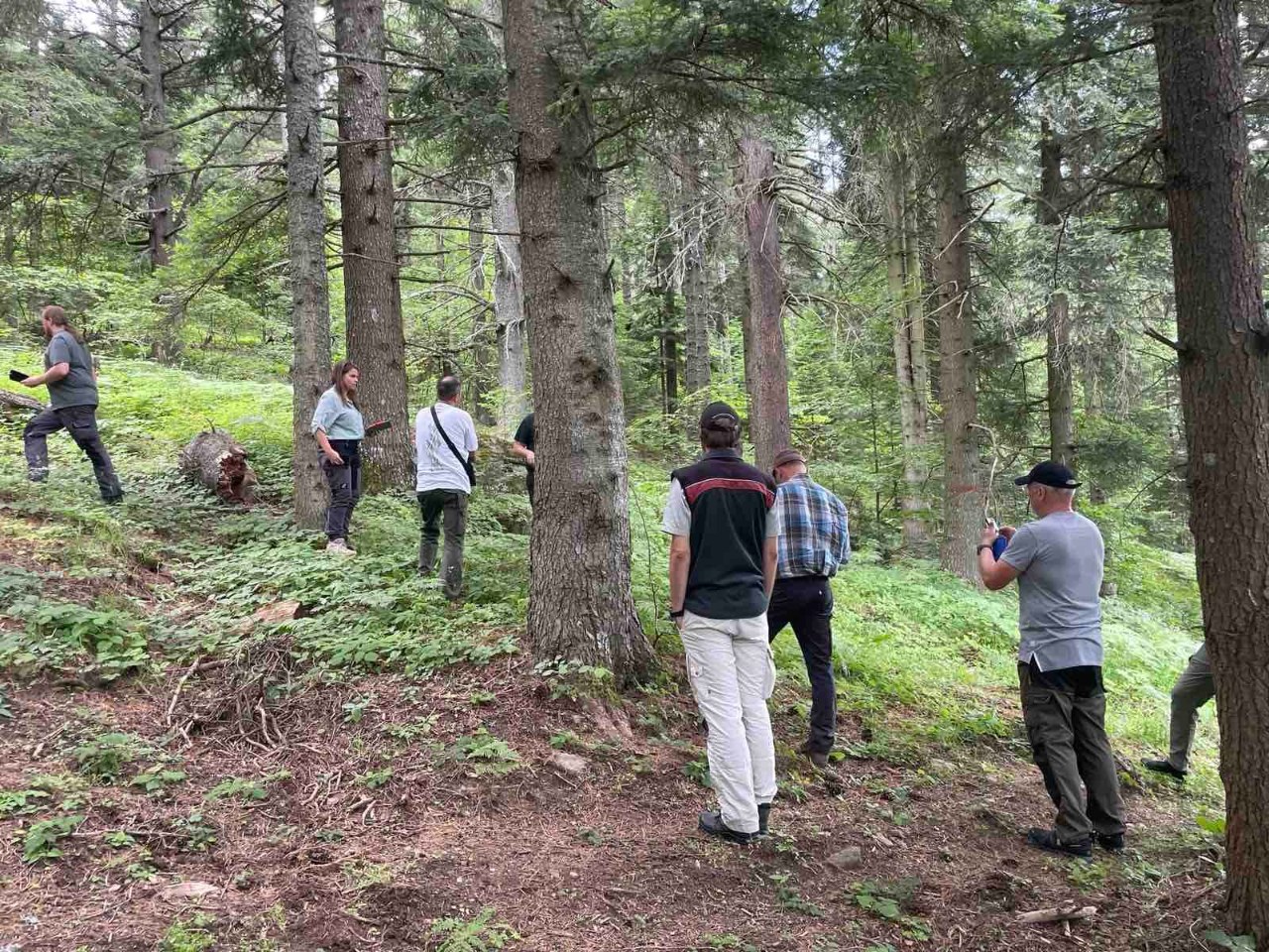 Научните наследници на Гризебах во посета на Пелистер - ги посетија насадите од молика и македонска ела