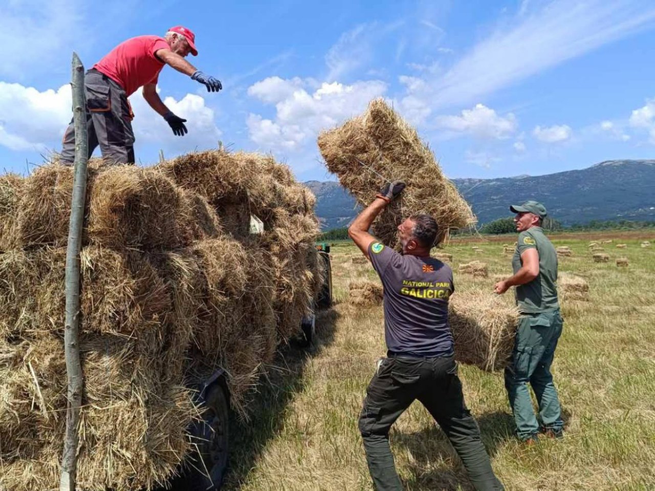 Од мочуриштата во Преспа до елените на Галичица – Како 120 тони сено ги споија заштитените подрачја