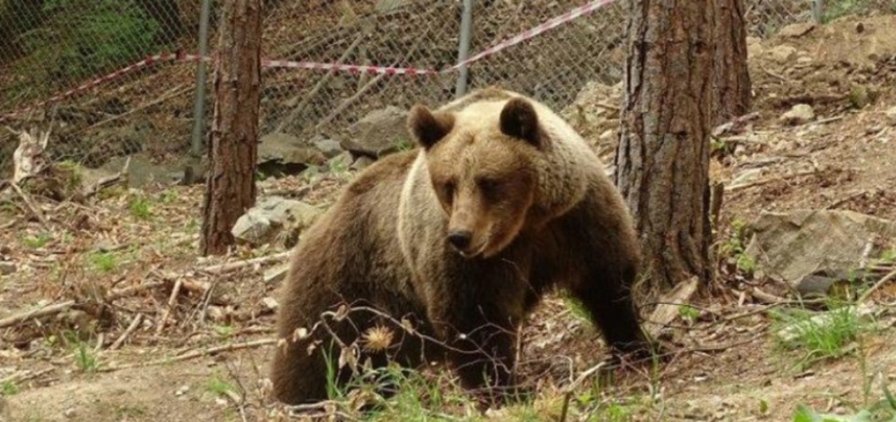 Ресенчанец нападнат од мечка додека собирал печурки во атарот на село Курбиново - како да реагирате и да се заштитите при средба со мечка