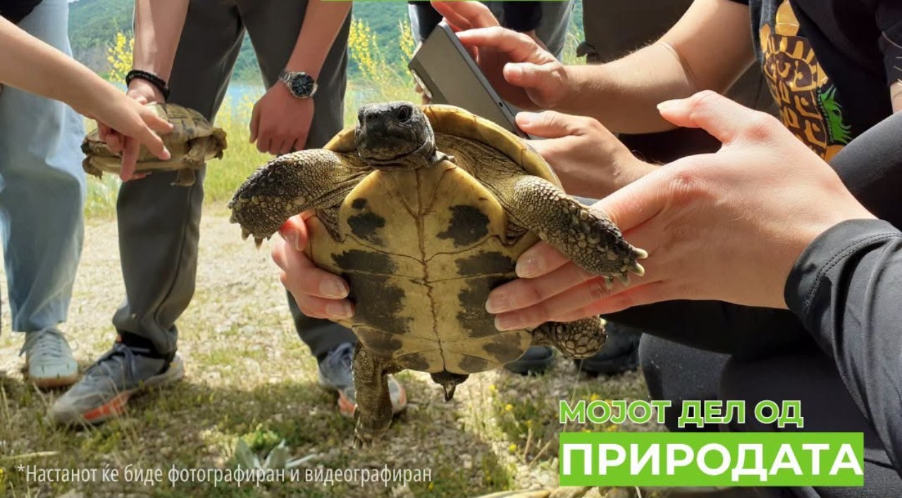 Ве интересираат шумските желки за кои пишуваше Њујорк Тајмс? Може да се приклучите на нивно набљудување во Преспа